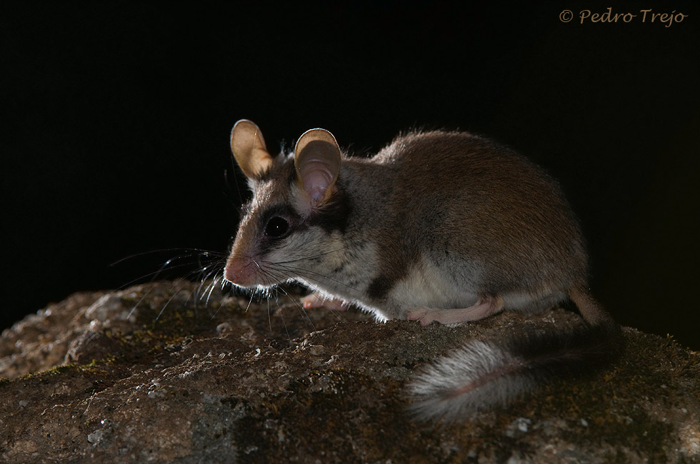 Liron Careto (Eliomys quercinus)